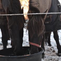 Anden særlig race Tess