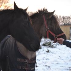 Anden særlig race Tess
