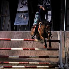 Anden særlig race Balder