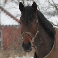 Dansk Varmblod Åtoftens Fabio