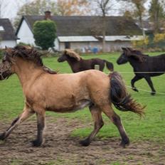 Islænder Melasól fra Smollerupgaard 