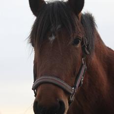 Anden særlig race Kit Kat (Stjerneponyen<3)