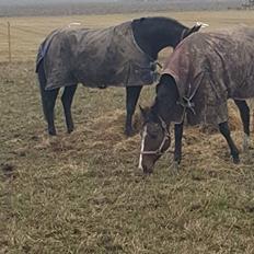 Anden særlig race petite