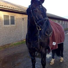 Oldenborg Lukas