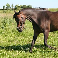 Anden særlig race Savannah