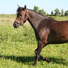 Anden særlig race Savannah