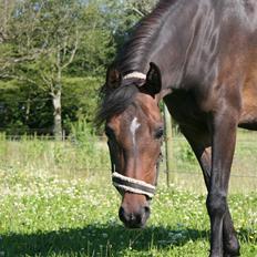 Anden særlig race Savannah