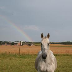 Anden særlig race Lady (Gaga)
