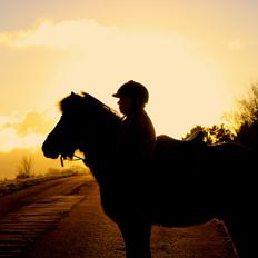 Islænder Barki fra Troldebo