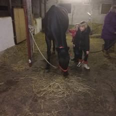 Anden særlig race petite