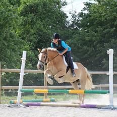 Haflinger Theo