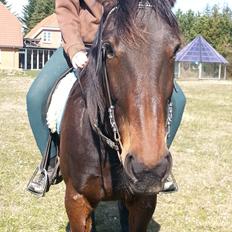 Anden særlig race Joey