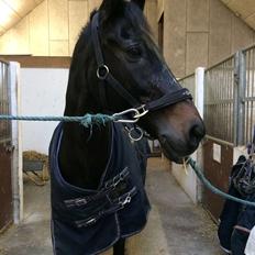 Dansk Varmblod Lindelygaards Atlantis