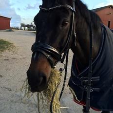 Dansk Varmblod Lindelygaards Atlantis