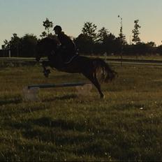 Tysk Sportspony Kulis Bailando