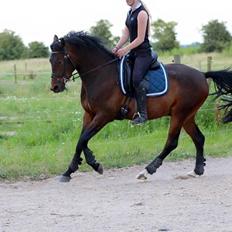 Tysk Sportspony Kulis Bailando