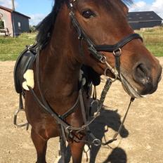 Tysk Sportspony Kulis Bailando