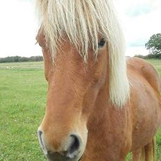 Islænder Rönja fra Ravnstrup