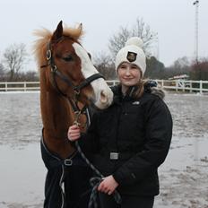 Welsh Partbred (Sec F) Ørsted's Carpaccio