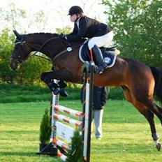 Dansk Varmblod Ocean