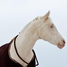 Palomino Moonhaze Silver Spiral