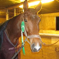 Dansk Varmblod TENERIF EG