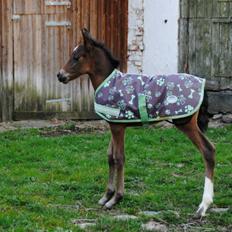 Cruzado Margarita MAR