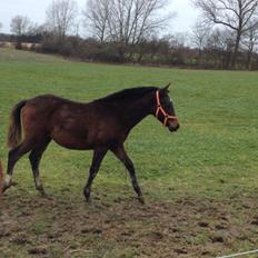 Cruzado Margarita MAR