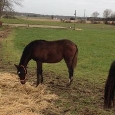 Cruzado Margarita MAR