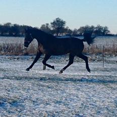 Oldenborg Schousboes Fie