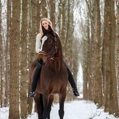 Dansk Varmblod Parvenu