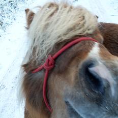 Shetlænder Aastrupgaards August