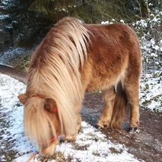 Shetlænder Aastrupgaards August