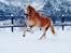 Haflinger Rascitta