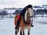 Haflinger Rascitta