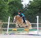 Haflinger Theo