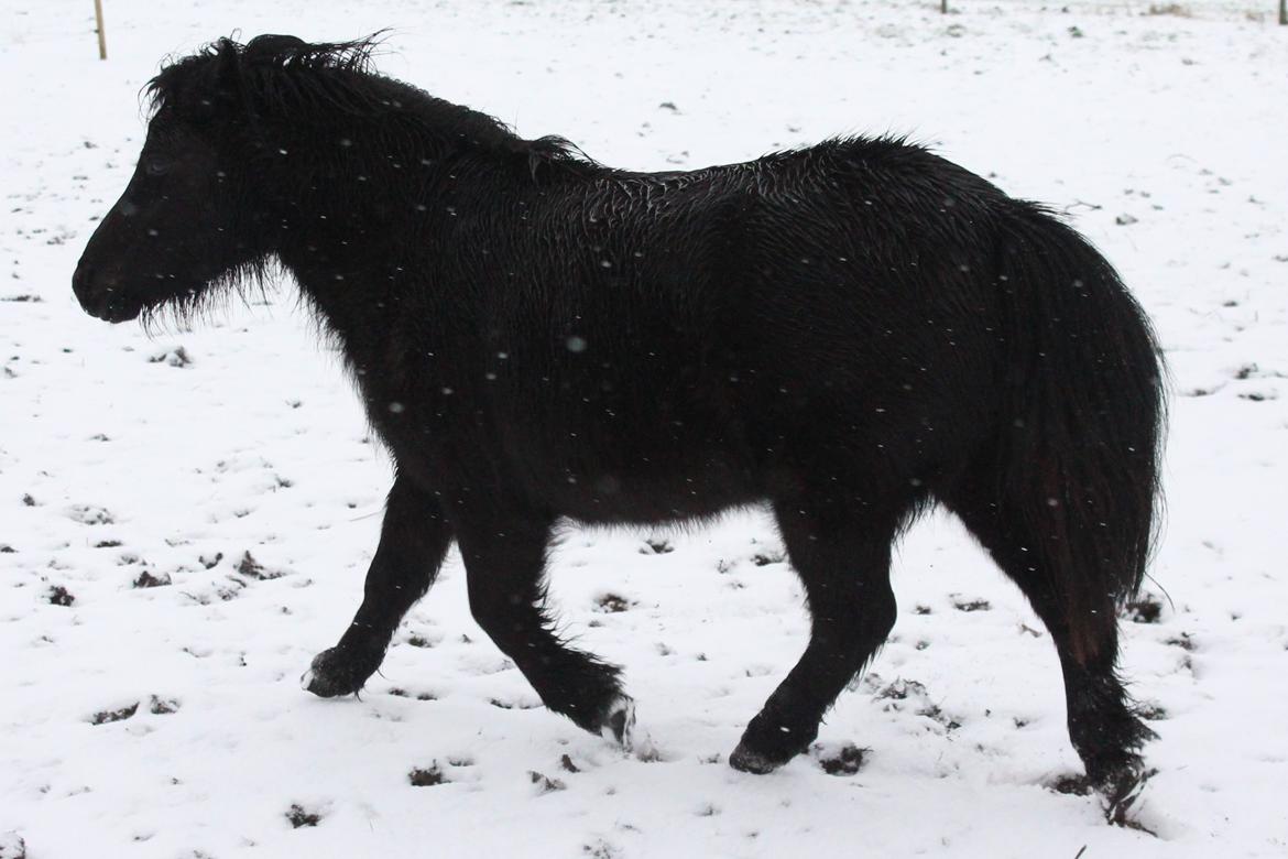 Shetlænder Mosbækmindes Toscana - 8 Januar 2016  billede 16
