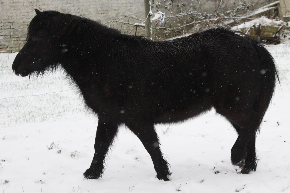 Shetlænder Mosbækmindes Toscana - 8 Januar 2016  billede 17