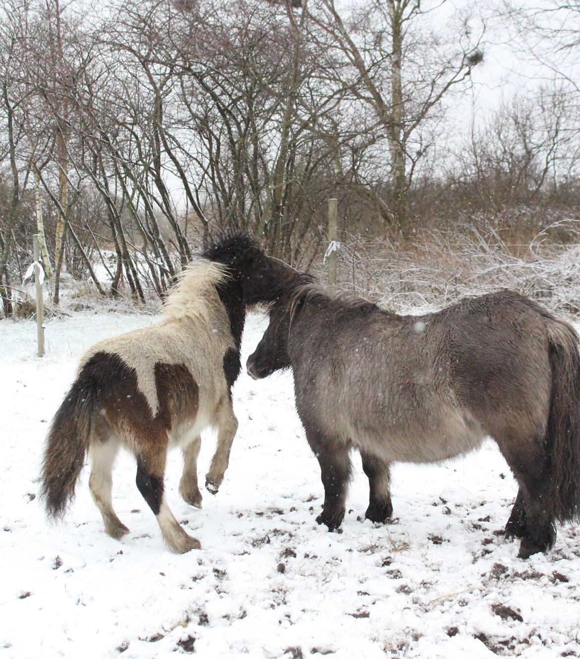 Shetlænder blanding  Gizmo  - 8 Januar 2016  billede 11