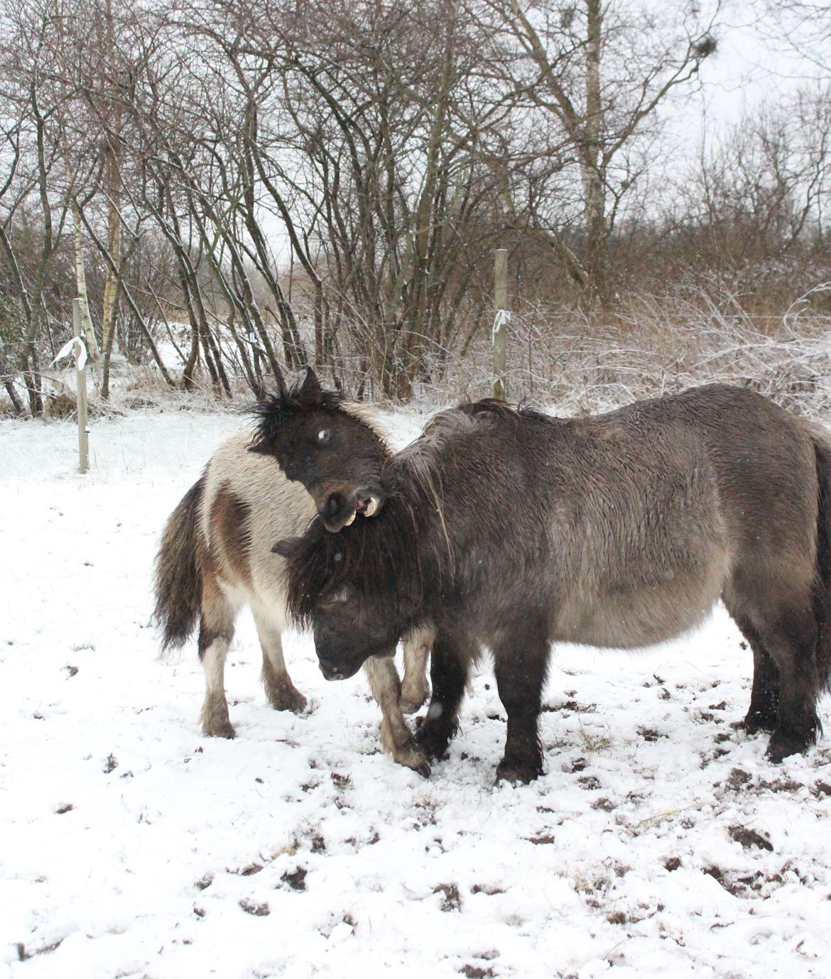 Shetlænder blanding  Gizmo  - 8 Januar 2016  billede 10