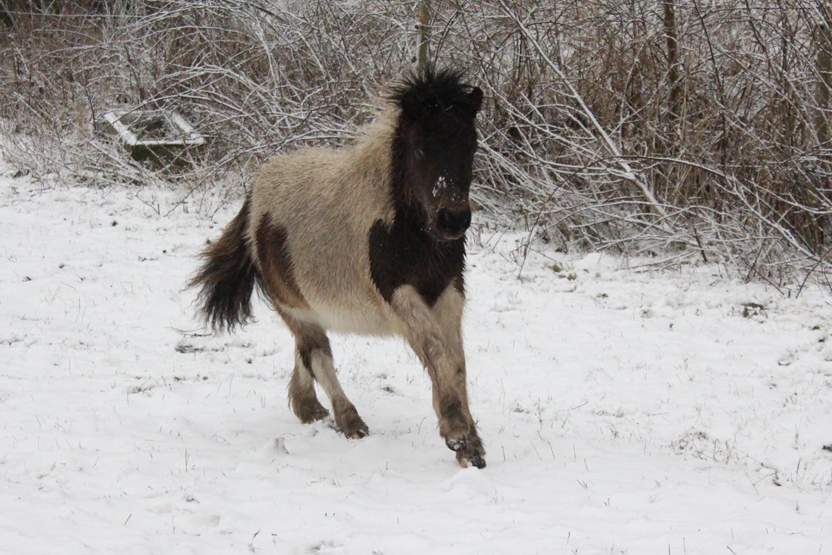 Shetlænder blanding  Gizmo  - 8 Januar 2016  billede 9