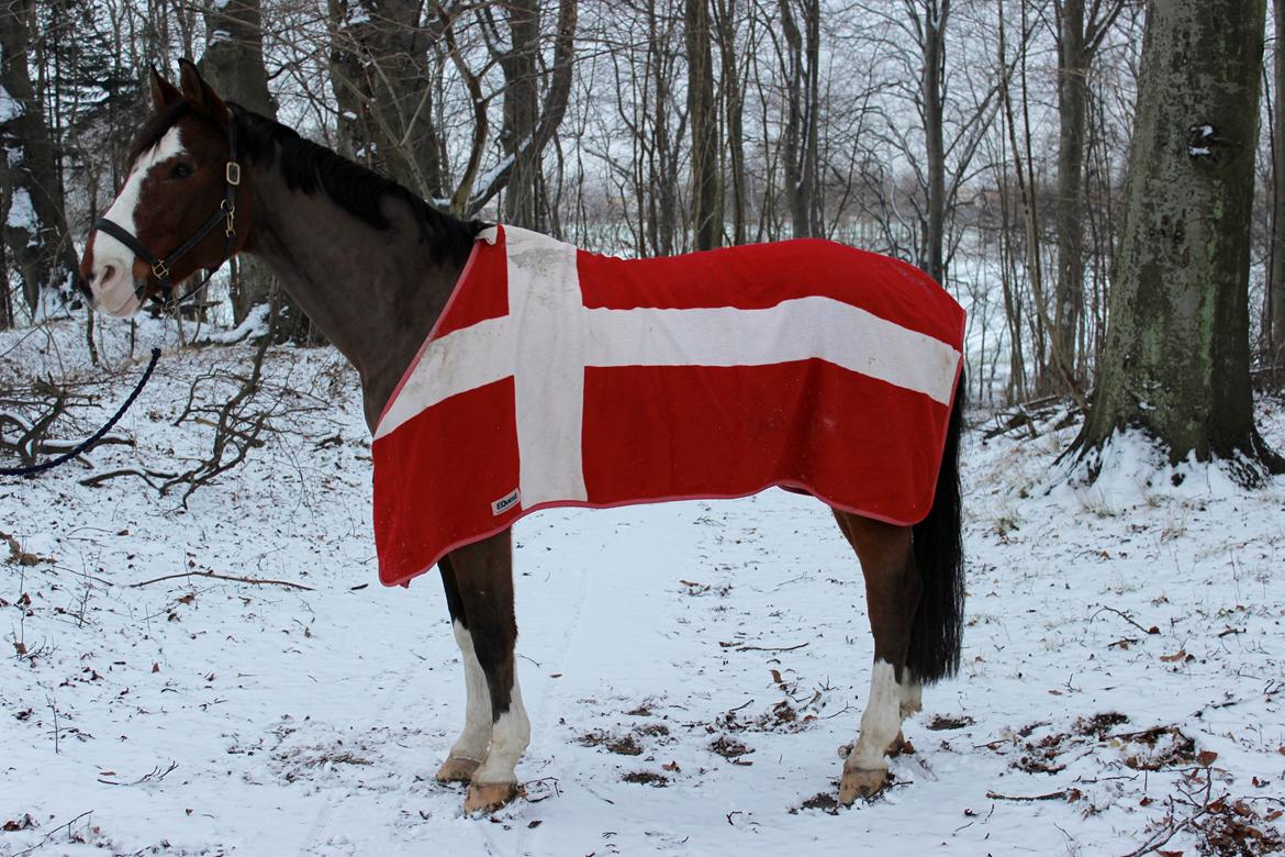 Dansk Varmblod Fighter billede 4