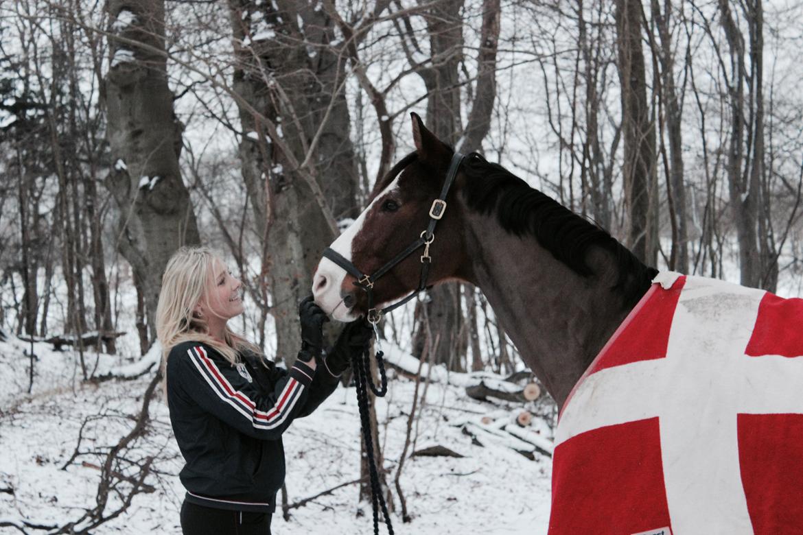 Dansk Varmblod Fighter billede 3