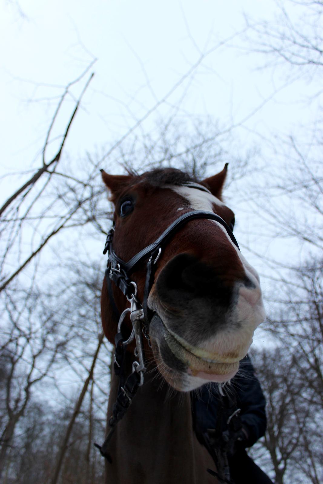 Dansk Varmblod Fighter billede 24