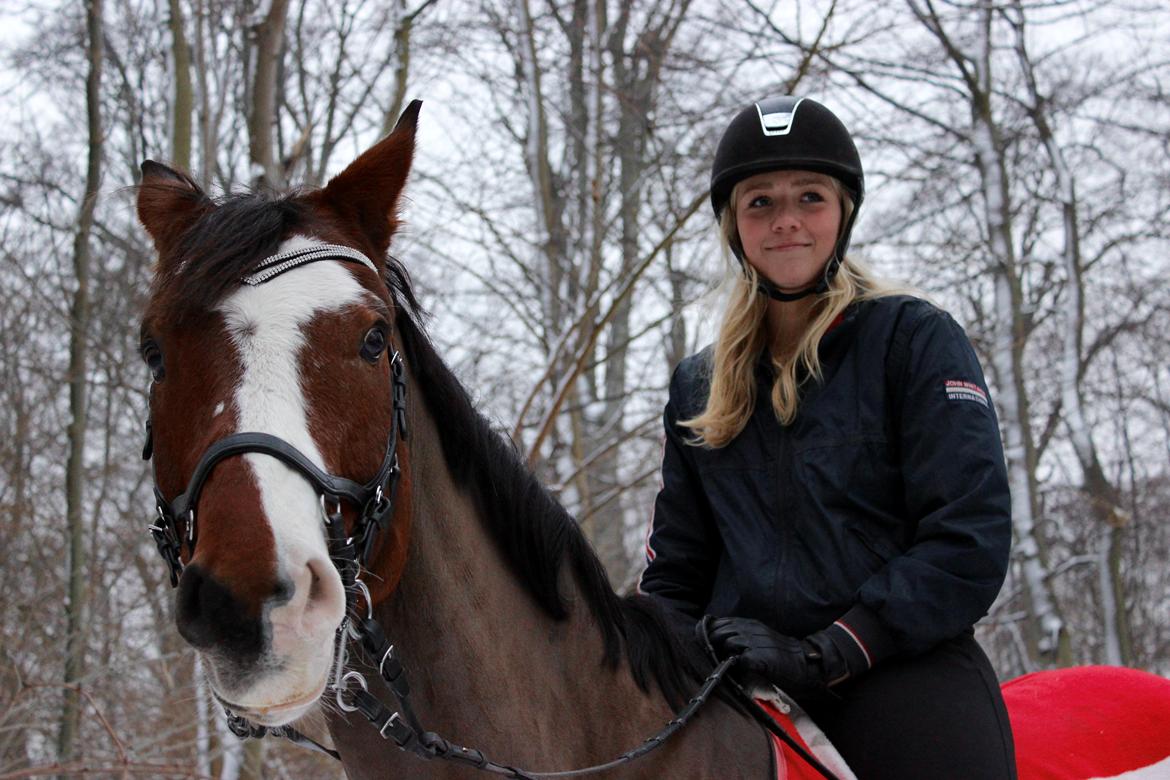 Dansk Varmblod Fighter billede 14