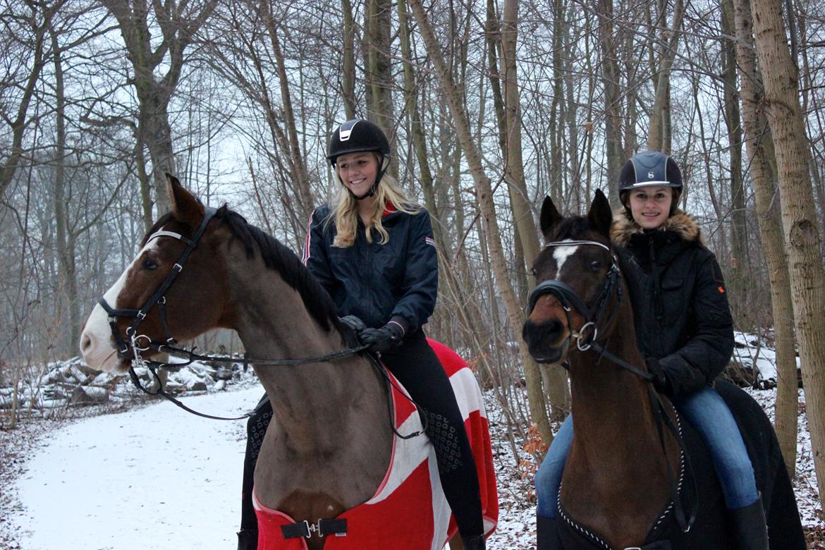 Dansk Varmblod Fighter billede 10