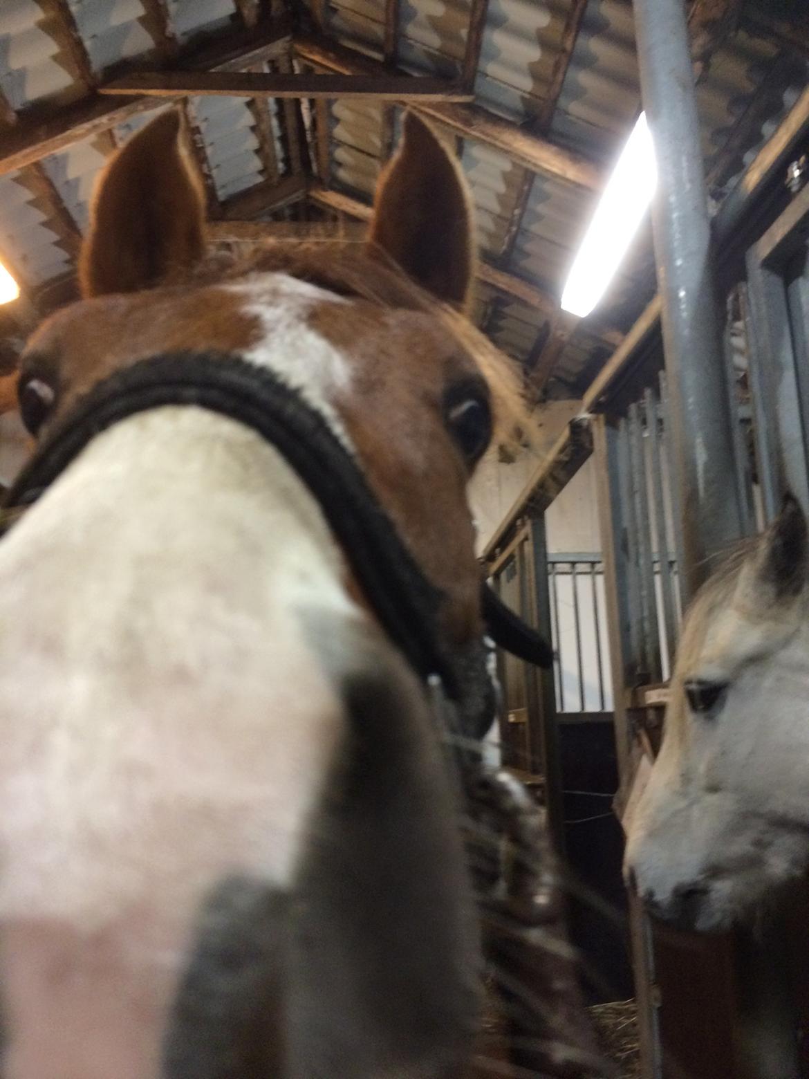 DSP hesselbjergs sunset - va' det?! 😜 billede 10