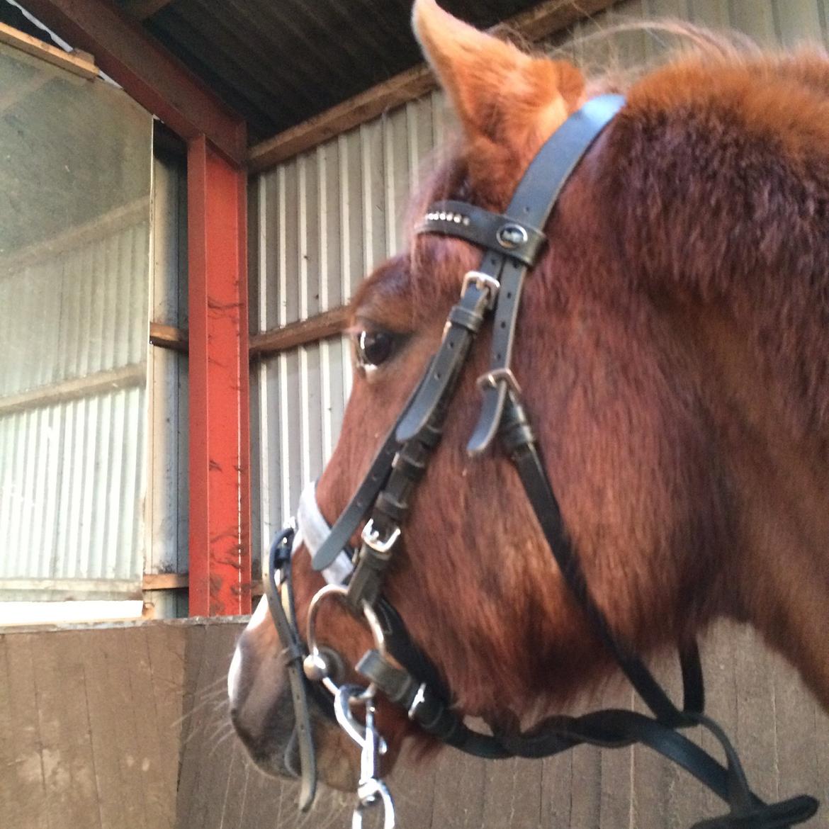 DSP hesselbjergs sunset - når han ser sig selv i spejlet 😂 billede 11