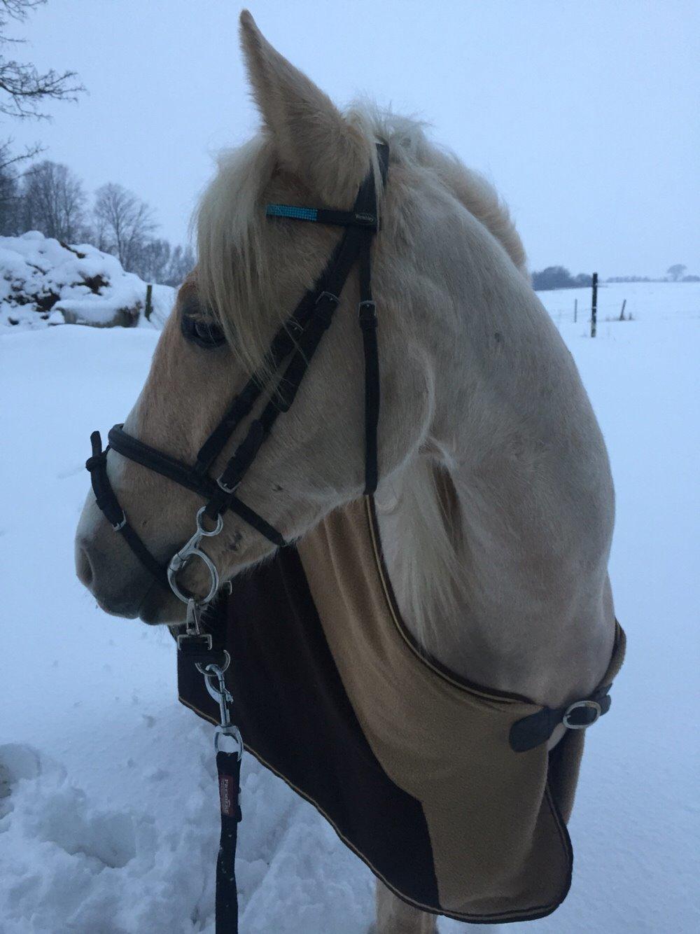Palomino Topazes Conquistador billede 13