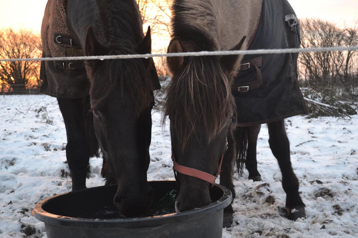 Anden særlig race Tess billede 1